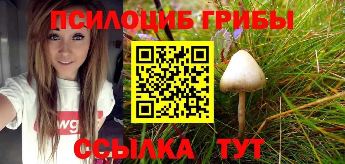 Псилоцибиновые грибы Cubensis  Вход с VPN  Зерноград 